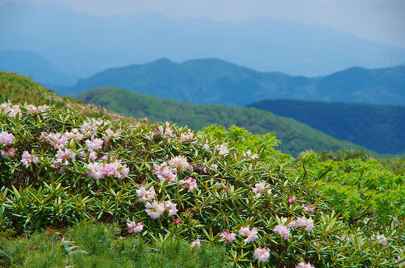 仙ノ倉山の石楠花