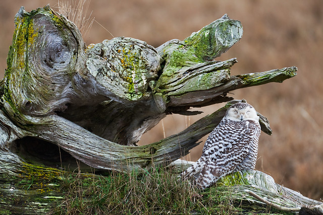 Snowy Owl Perched on Driftwood at Boundary Bay