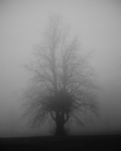 Fog | by greggys stuff