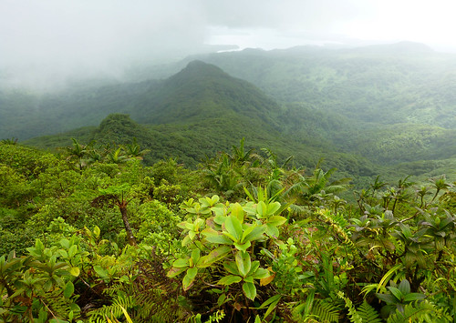 forest island rainforest scenery cloudforest tropics micronesia pohnpei ponape