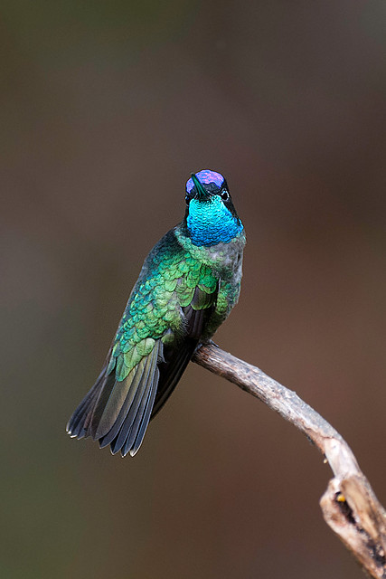 Magnificent Hummingbird Color Display