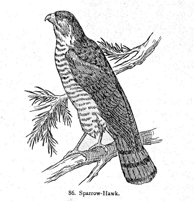 The Saprrow-Hawk