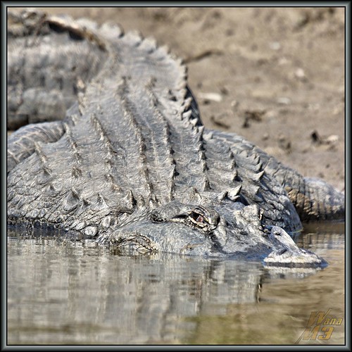 nature texas gator reptile wildlife alligator bayou pasadena canoeing paddling armandbayou wanam3