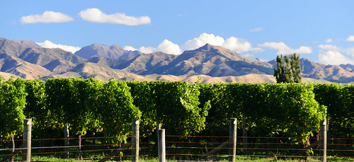newzealand mountain view vine southisland blenheim grape