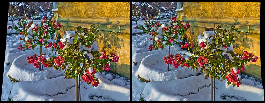 Winter Roses 3D ::: HDR Cross-View Stereoscopy