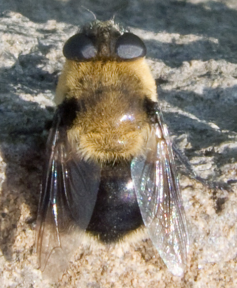 Deer nose bot fly, insect