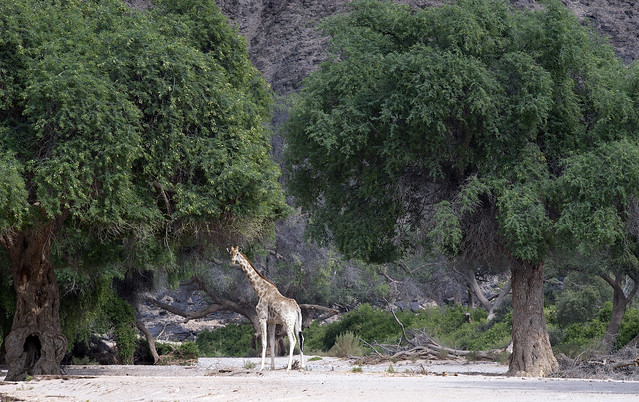 Hoanib Riverbed, Giraffe