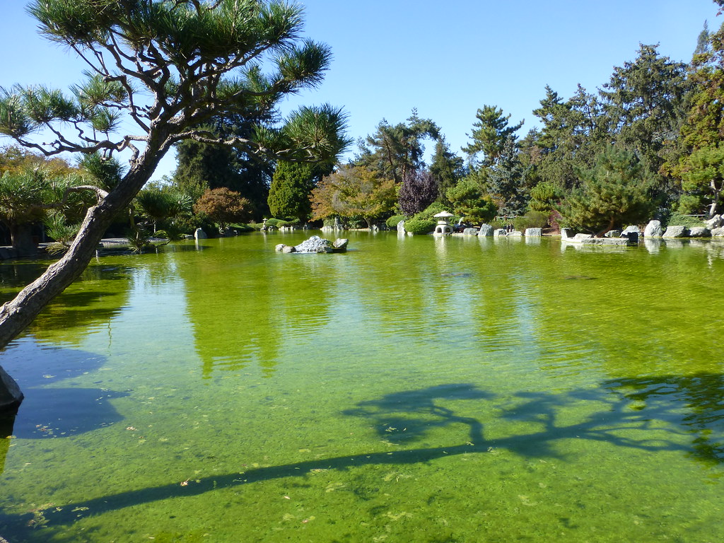 Clear Green Water In The Japanese Friendship Garden San J Flickr