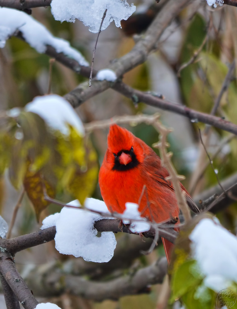 Cardinal bird breeding habits