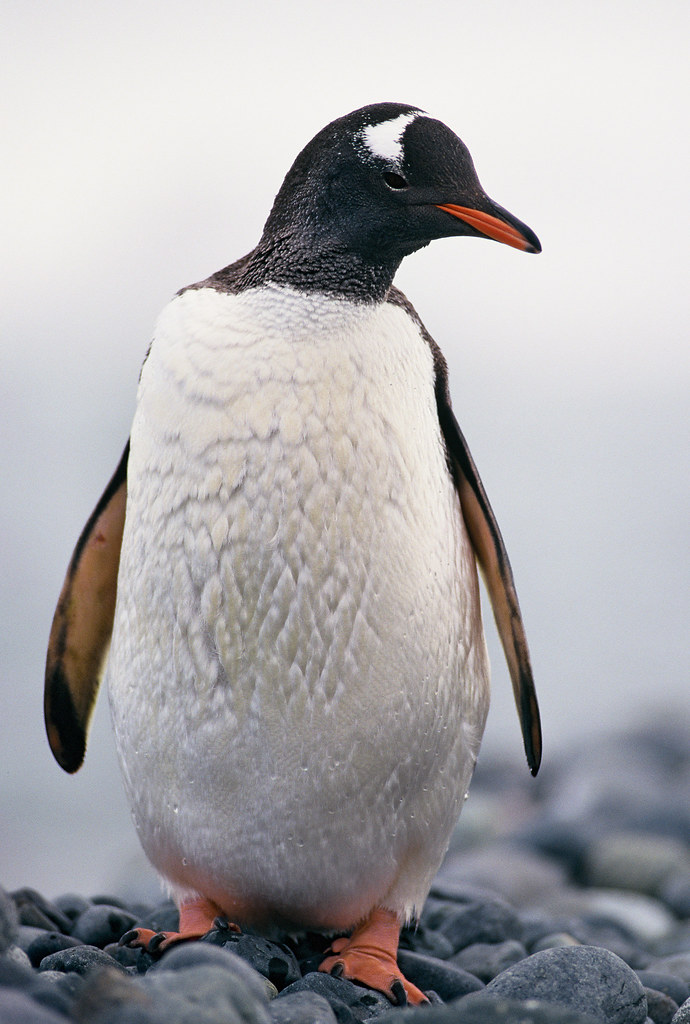 Gentoo Penguin (Pygoscelis Papua), Antarctic Peninsula