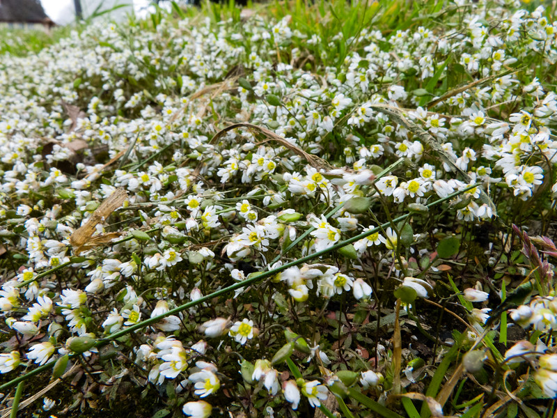 Danish scurvy grass