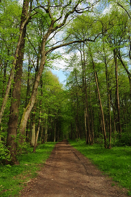 Wald bei Hackenbroich