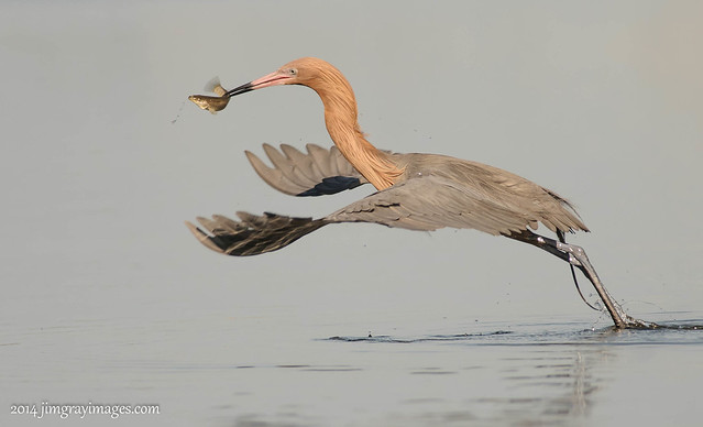 reddish egret: Big Red heads to shore with a fish too large to take chances with over water....Explored (whatever that means)