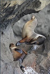 Crociere alle Galapagos