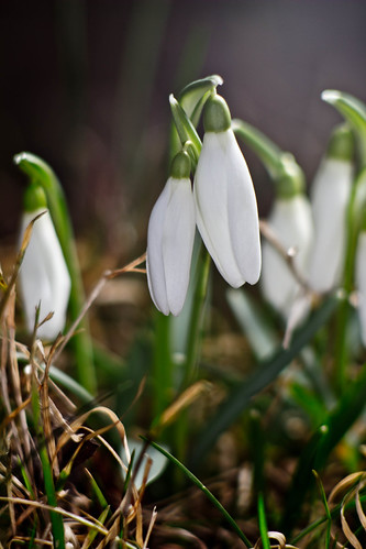 Snowdrops | by Waldlicht