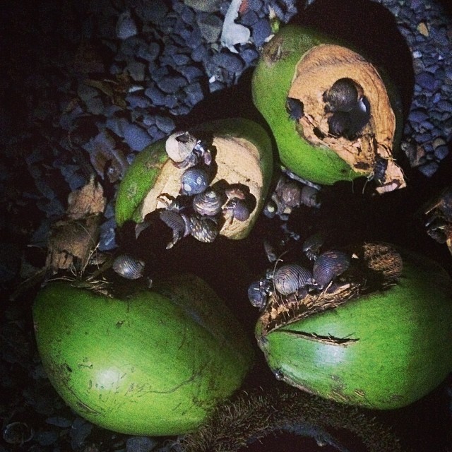 Hermit crabs going to town on some coconuts. Kind of unsettling!