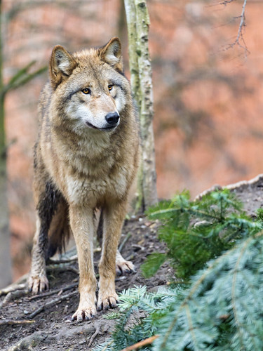Attentive wolf | I like the way this wolf is standing! | Tambako The ...