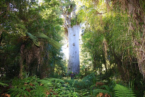 newzealand kauri waipouaforest tanemahuta northlandregion