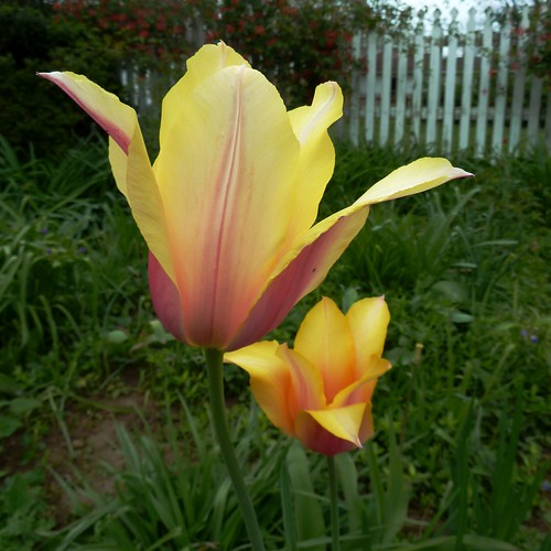 tulips justtulips