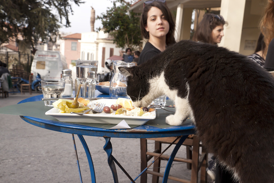 Cuando los gatos hambrientos comen en los restaurantes, Atenas, Grecia.