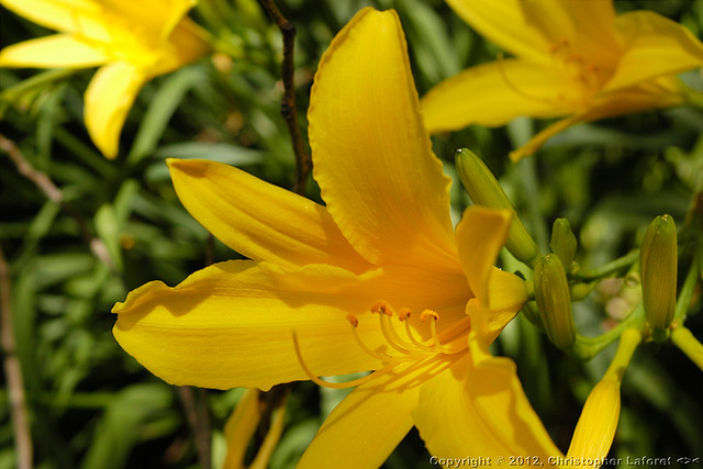 Yellow Lily in Lovely Light