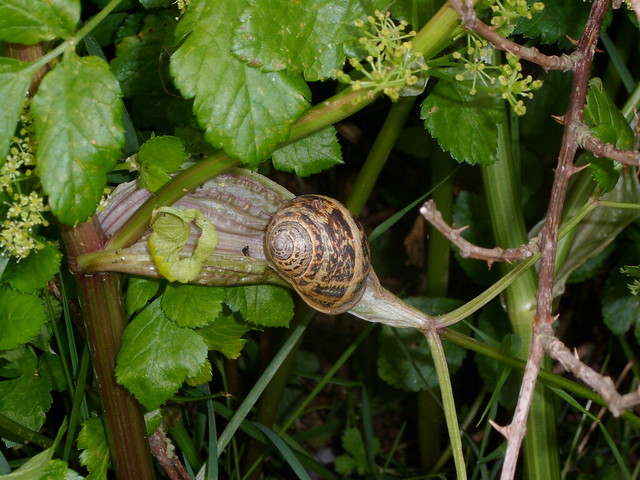 Hedgerow snail