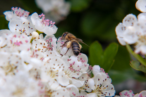 Bee on hawthorn flowers