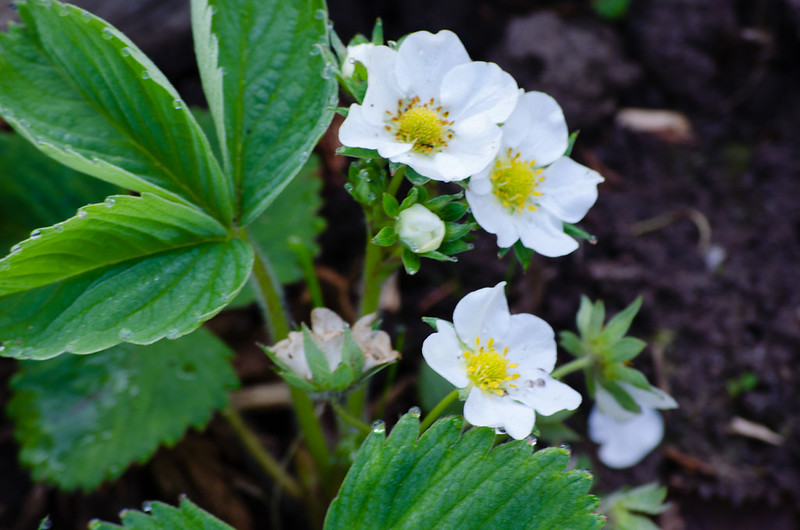Strawberry flower