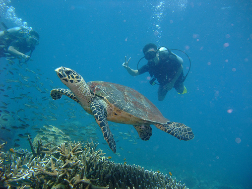 Diving Malesia
