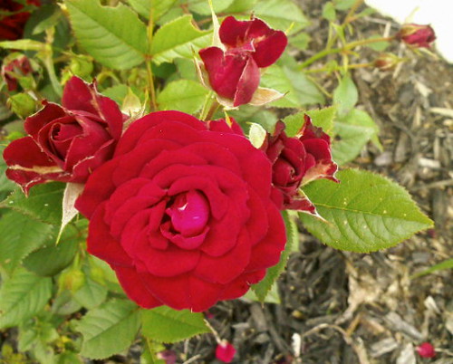 Deep Red Miniature Rose