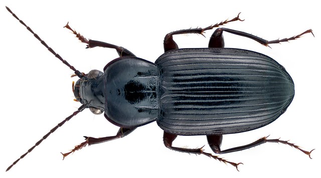 Abacetus parallelus Roth, 1851