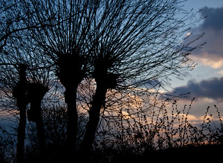 Tree Branches at Sunset - Kirkby on Bain, Lincolnshire UK