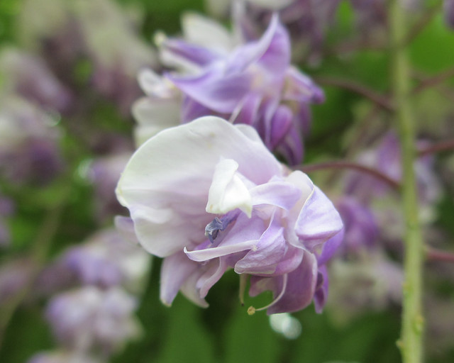 Pale purple wisteria blossoms