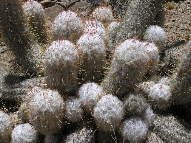 Old Man Cacti; entre San Antonio de Lípez y Cabreria en el camino hacia Tupiza, Departamento de Potosí, Bolivia