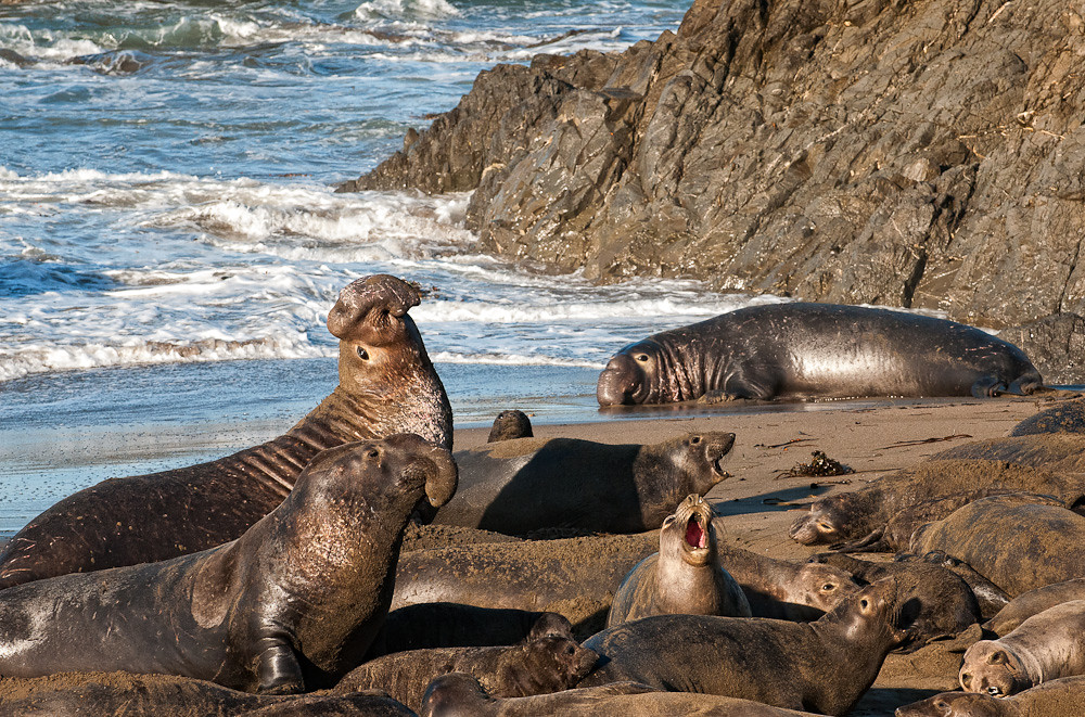 Elephant Live Map Elephant Seals Cambria, California | Elephant Seals have inh… | Flickr