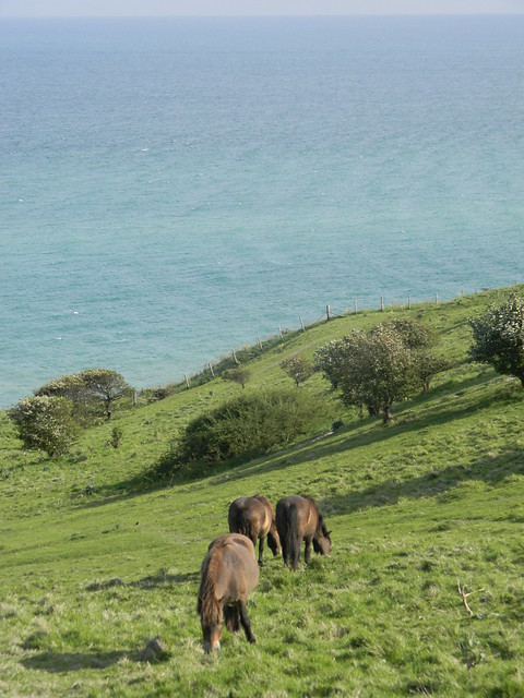 Horses grazing the clifftop Deal to Dover But not the Konik horses I thought they were, www.flickr.com/photos/wellfedmanwalking/5771390451/in/photostream/ www.flickr.com/photos/wellfedmanwalking/5771390451/in/pho... Theyre more inland. 