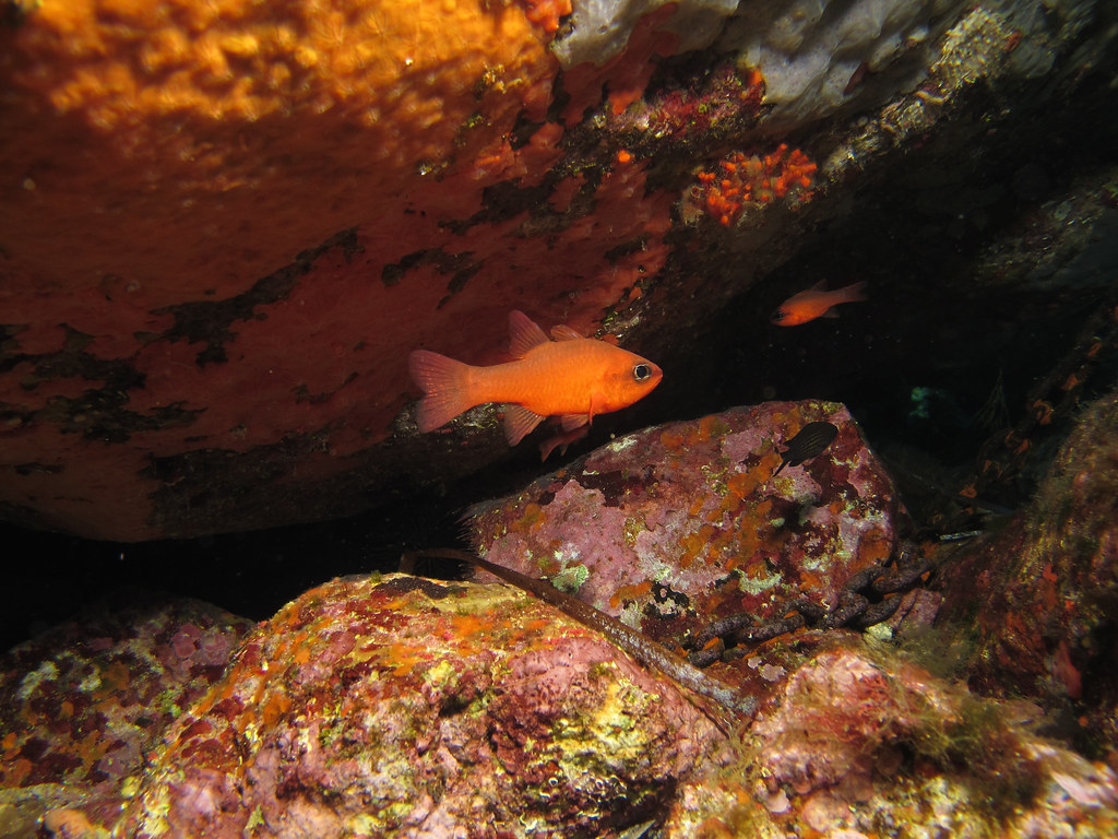 Cardinal fish (Apogon imberbis) - a photo on Flickriver