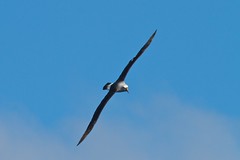 Yellow Nosed albatross