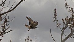 Hawk Taking Off