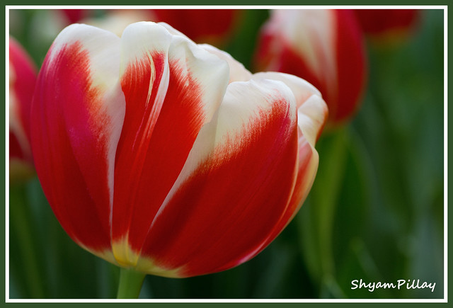 Tulip from Holland