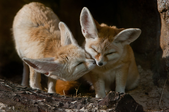 Fennec Foxes Kiss