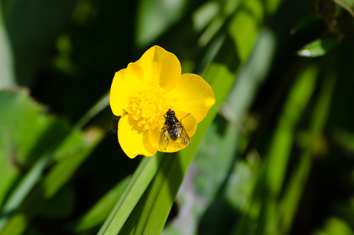 Fly on a buttercup