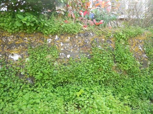 Wall with stuff growing up it Berwick to Birling Gap