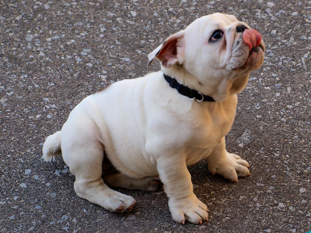 Rocco the Bulldog