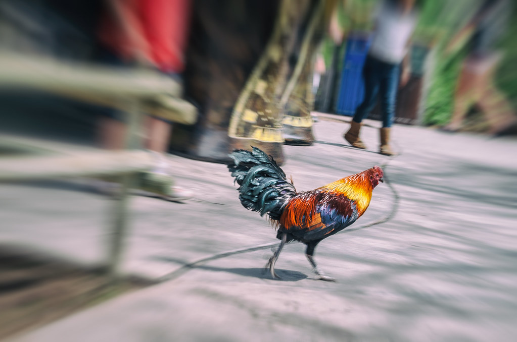Utah's Hogle Zoo Asian jungle fowl making a break for it Pat Kight Flickr