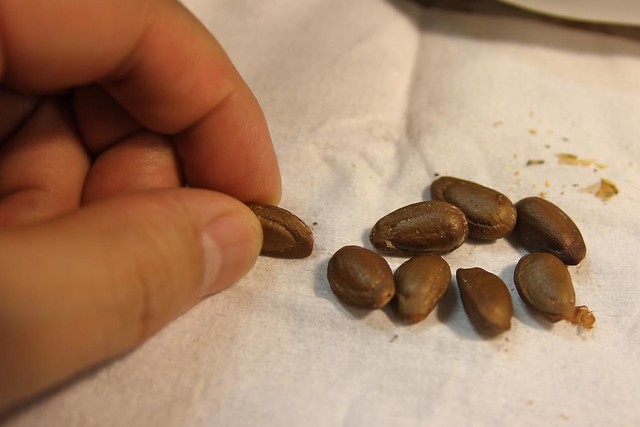 Cherimoya Seeds