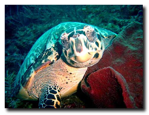 Diving Belize