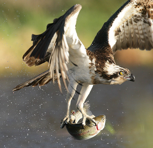 Osprey close up with fish Pandion haliaetus | by mikejrae