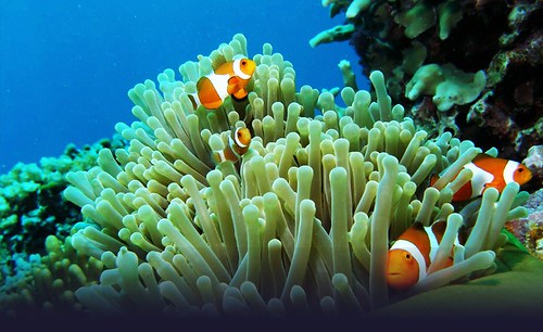 Diving Malesia