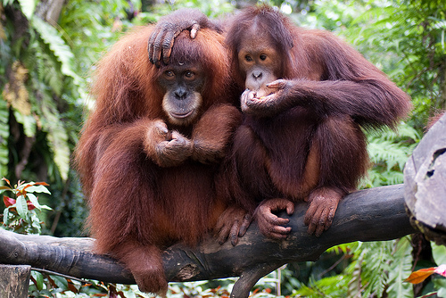 Orang Utan